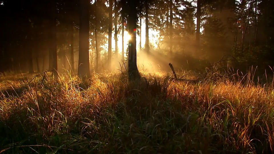 Unser Wald braucht Licht